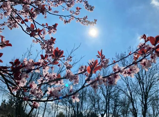 Le Petit Bleu D'hotes ベッド・アンド・ブレックファスト